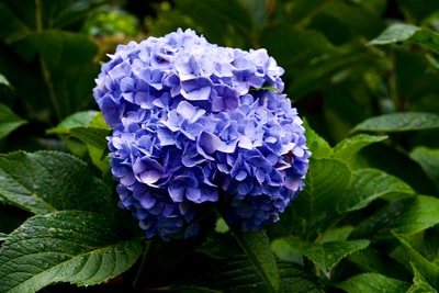 微距拍摄中的紫色花朵